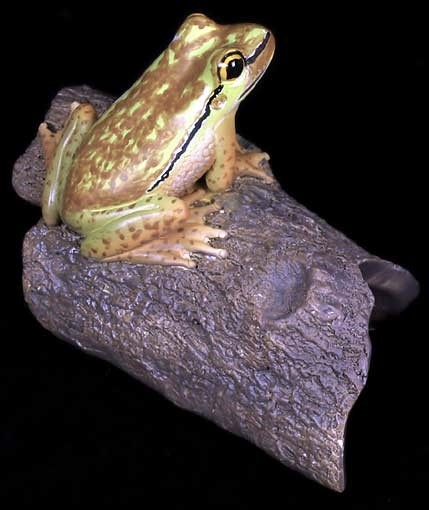 Bell Frog on Log